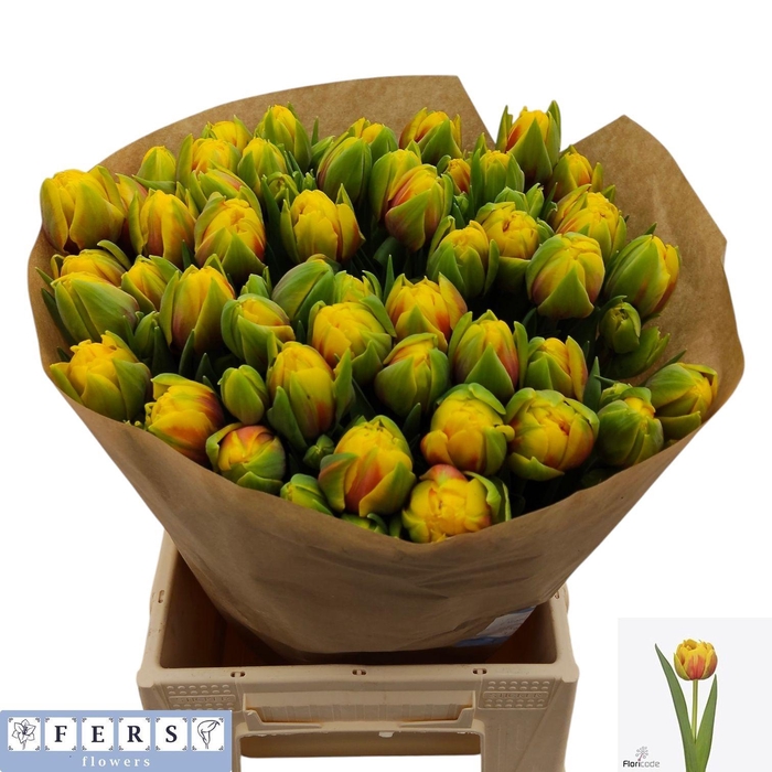 <h4>TU DU VUELTA</h4>