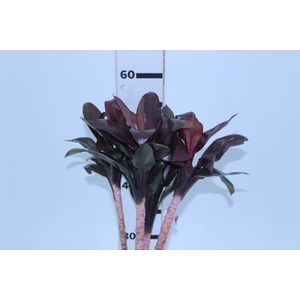 FOLHAGEM DRACENA BABY CHOCOLATE