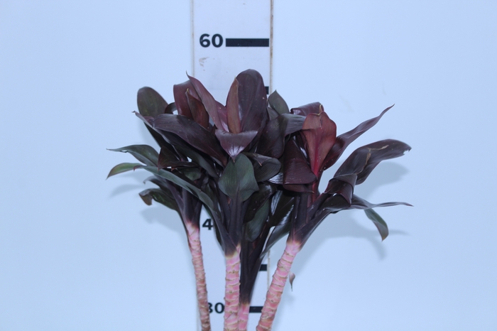 FOLHAGEM DRACENA BABY CHOCOLATE