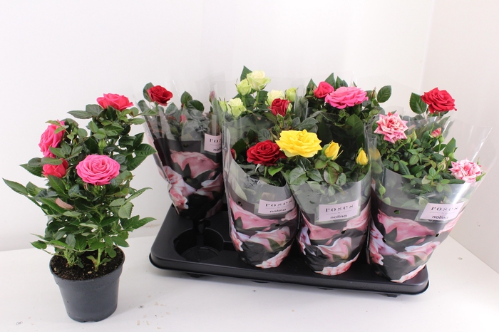 <h4>RO PATHIT GEM 5 SRT</h4>