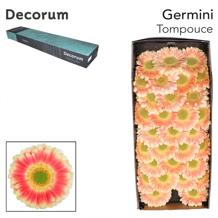 <h4>Germini Tompouce Doos</h4>