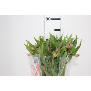 ALSTROEMERIA TOURMALINE 080 CM ROSA