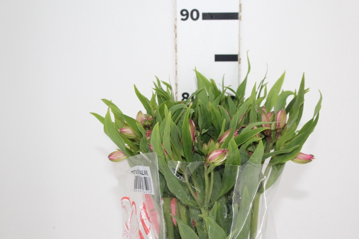 ALSTROEMERIA TOURMALINE 080 CM ROSA