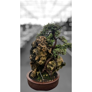 Zelkova parvifolia on rock, pot40 cm.(single item)