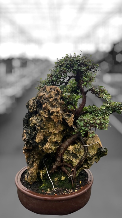 <h4>Zelkova parvifolia on rock, pot40 cm.(single item)</h4>