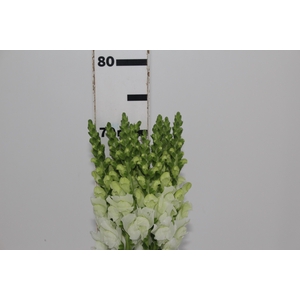 BOCA DE LEAO UBIRA WHITE 070 CM