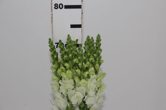 <h4>BOCA DE LEAO UBIRA WHITE 070 CM</h4>