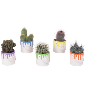 Thank you Teacher Arr. Cactus Ceramic Pot Painting Can Ø10cm 1PP