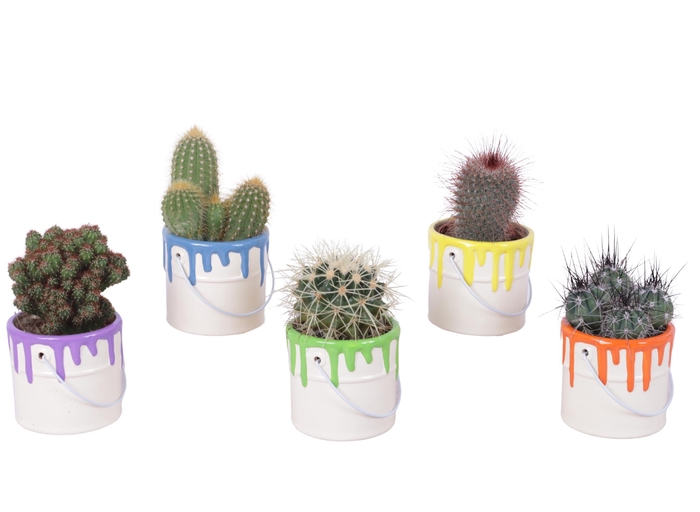<h4>Thank you Teacher Arr. Cactus Ceramic Pot Painting Can Ø10cm 1PP</h4>