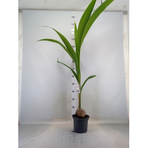 Cocos nucifera