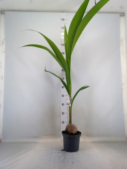 <h4>Cocos nucifera</h4>