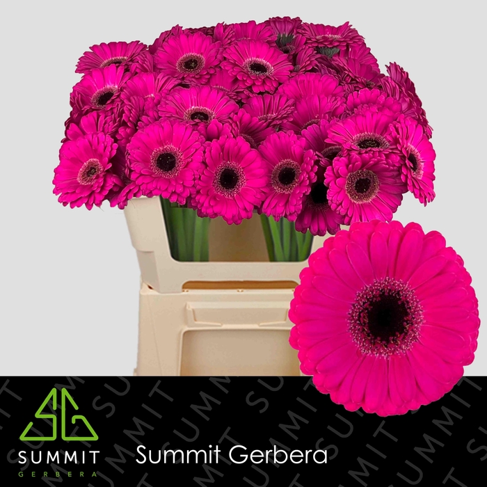 <h4>GE MI VIRGIL+ Water</h4>