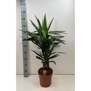 YUCCA