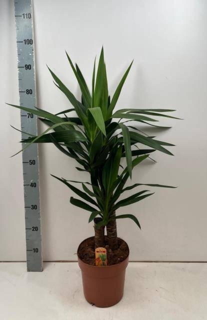 <h4>YUCCA</h4>