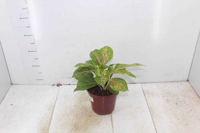 <h4>AGLAONEMA BIG PAPA P17</h4>