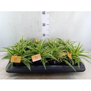 Chlorophytum com. 'Ocean'