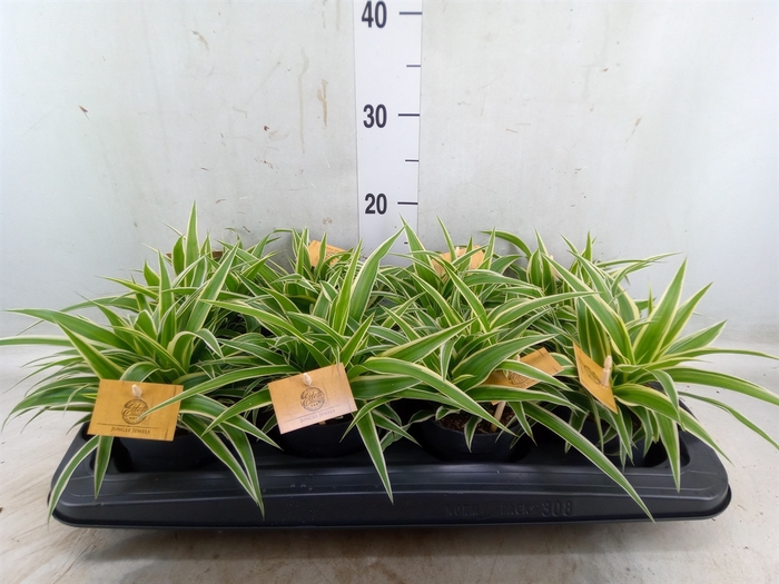 <h4>Chlorophytum com. 'Ocean'</h4>