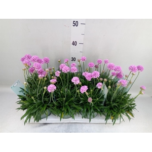 Armeria pseud. 'Dreameria Sweet Dr'