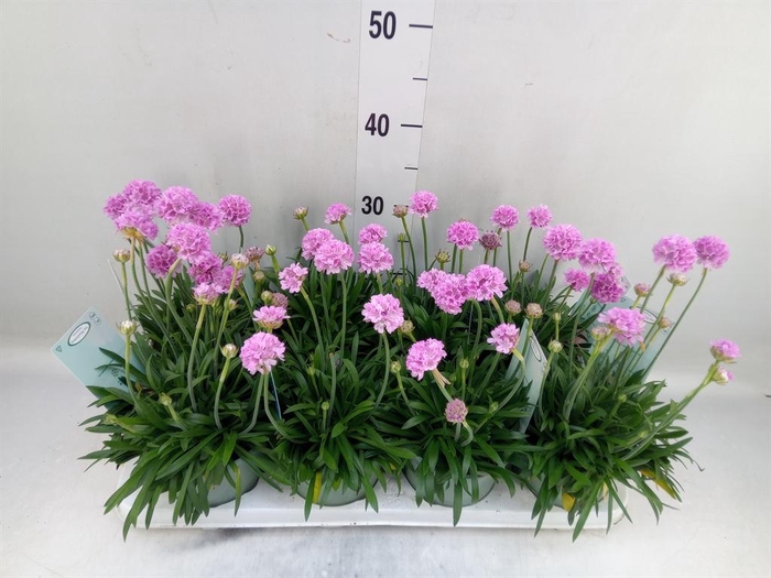 <h4>Armeria pseud. 'Dreameria Sweet Dr'</h4>