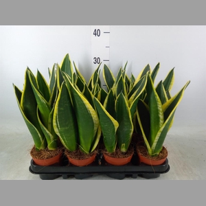 Sansevieria trifa. 'Black Gold'