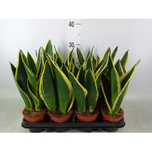 Sansevieria trifa. 'Black Gold'