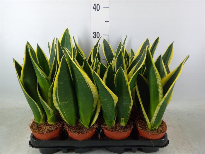 <h4>Sansevieria trifa. 'Black Gold'</h4>