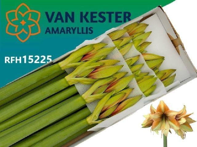 <h4>Hippeastrum Mocca</h4>