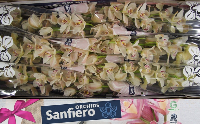 <h4>CYMB T CASCADE</h4>