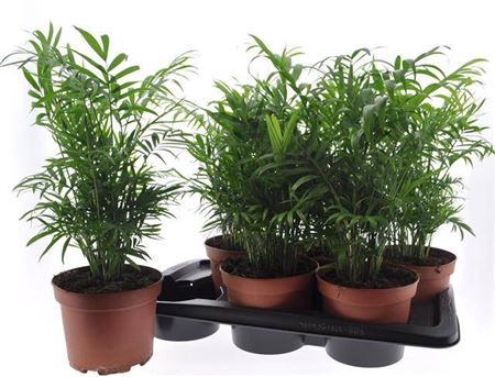<h4>Chamaedorea elegans</h4>