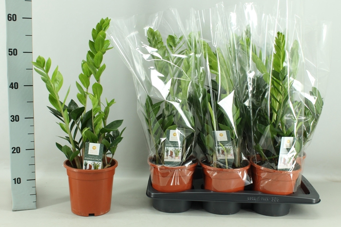 <h4>ZAMIO ZAMIIFOLIA</h4>