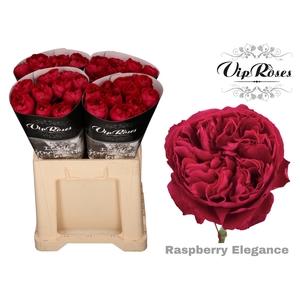 R GR RASPB ELEGANCE