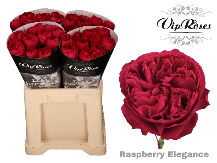 R GR RASPB ELEGANCE