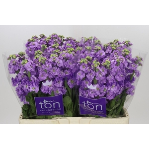 Matthiola incana 'Impala Lavender'