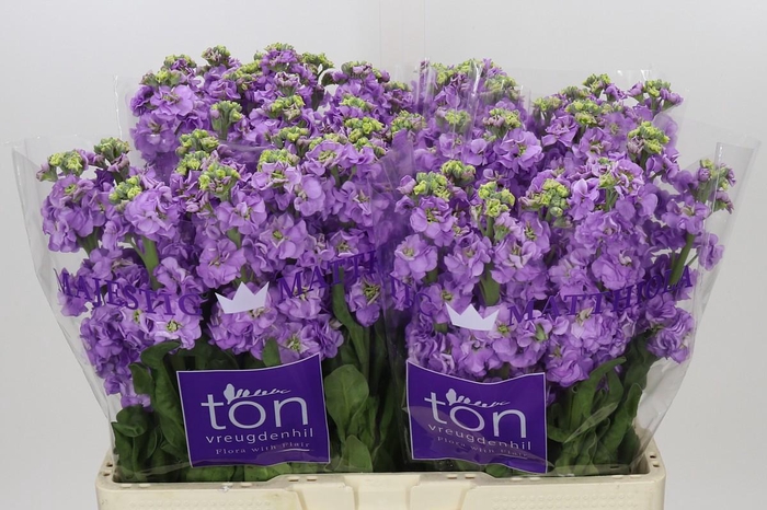 <h4>Matthiola incana 'Impala Lavender'</h4>
