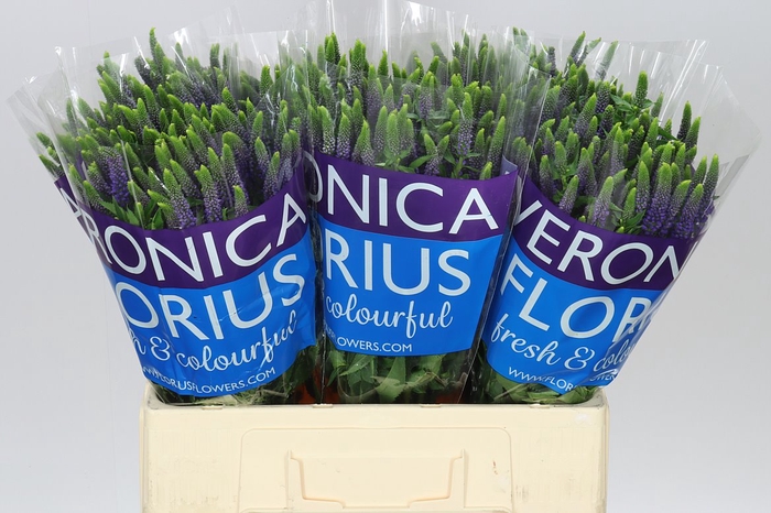 <h4>Veronica Spray Diana X 20</h4>