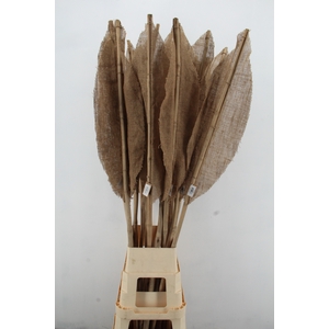DF Leaf Bamboo Rib 180cm L.Nat