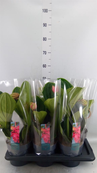<h4>Medinilla magn. 'Flamenco'</h4>