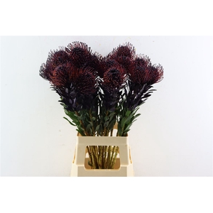 Leuco Klbh Aubergine