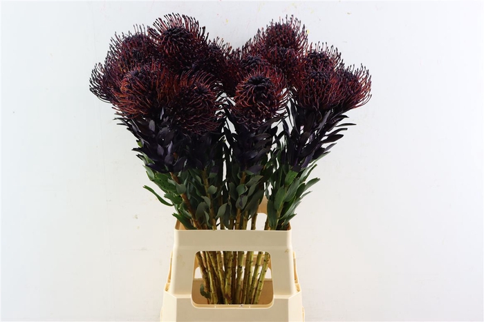 <h4>Leuco Klbh Aubergine</h4>