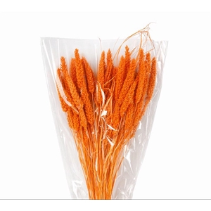 Dried Setaria Italica Salmon Bunch