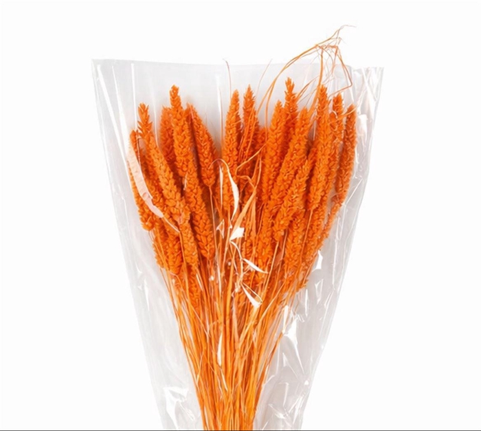 <h4>Dried Setaria Italica Salmon Bunch</h4>