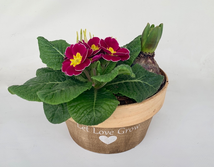 <h4>Primula Hout Rond (1x Prim, 1x Tete, 1x Hya)</h4>