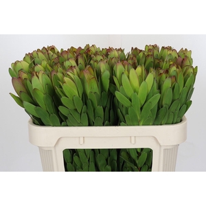 Leucadendron Goldstrike