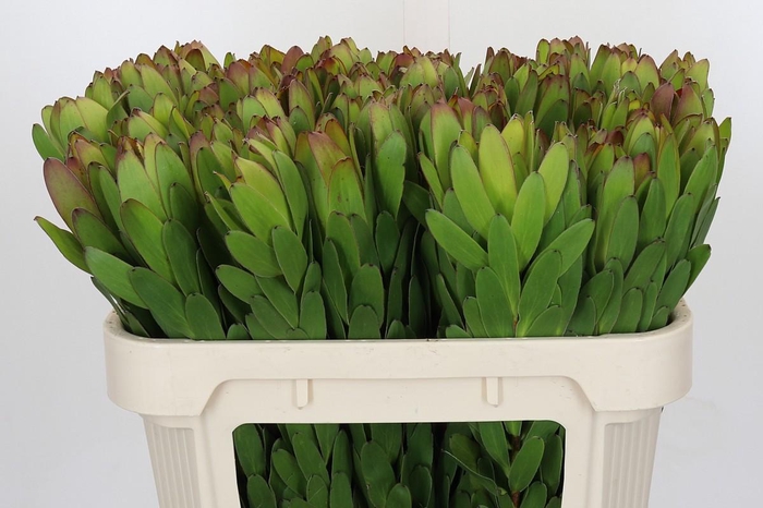Leucadendron Goldstrike