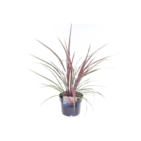 <h4>Cordyline australis Can Can</h4>