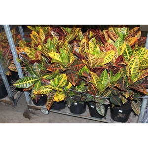 CROTON HIBRIDO PETRA P24