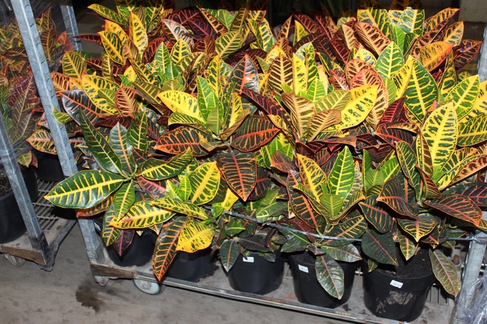 <h4>CROTON HIBRIDO PETRA P24</h4>