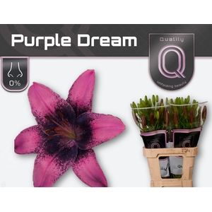 LI LA PURPLE DREAM 3pit