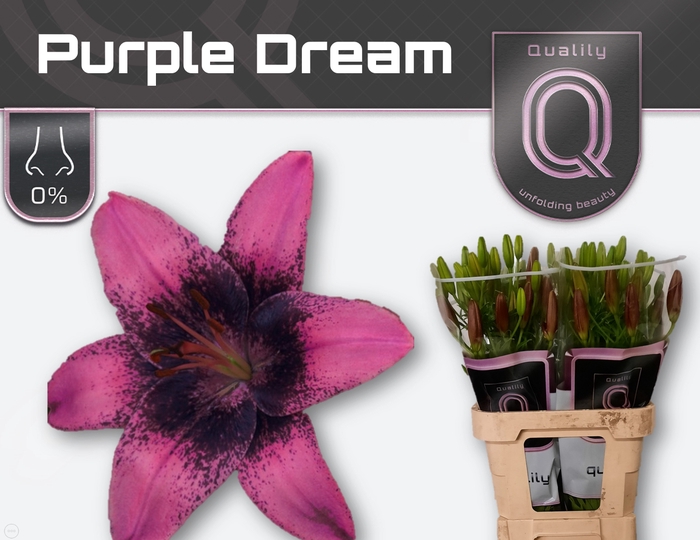 <h4>LI LA PURPLE DREAM 3pit</h4>