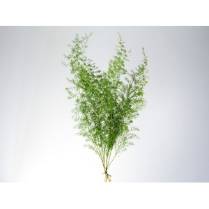 FOLHAGEM ASPARGO ALFINETE